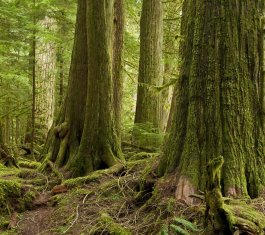 Nature Canada Report--Lost in the Woods: Canada’s Hidden Logging Emissions are Equivalent to Those From Oil Sands Operations