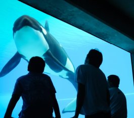 Kiska the Killer Whale; Photo: Jo-Anne McArthur | We Animals Media