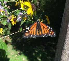 Monarch butterfly