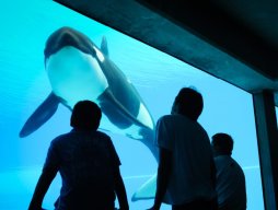 Kiska the Killer Whale; Photo: Jo-Anne McArthur | We Animals Media