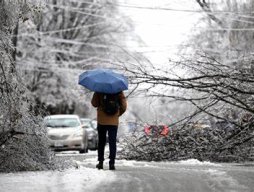 Person with umbrella surveying ice storm damage, with fallen trees, hydro wires covered in ice, and parked along the street. 