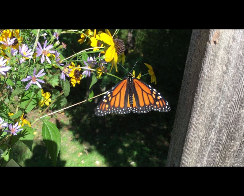 Monarch butterfly